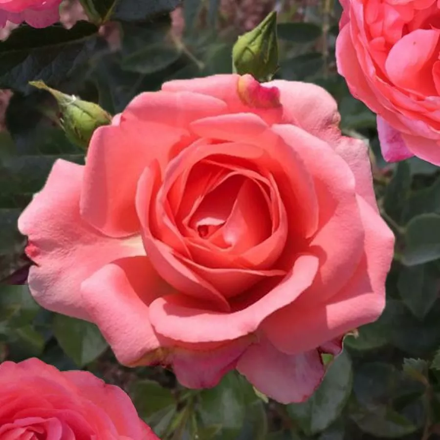 Rózsaszín - Rózsa - Bijou Corail - Online rózsa rendelés