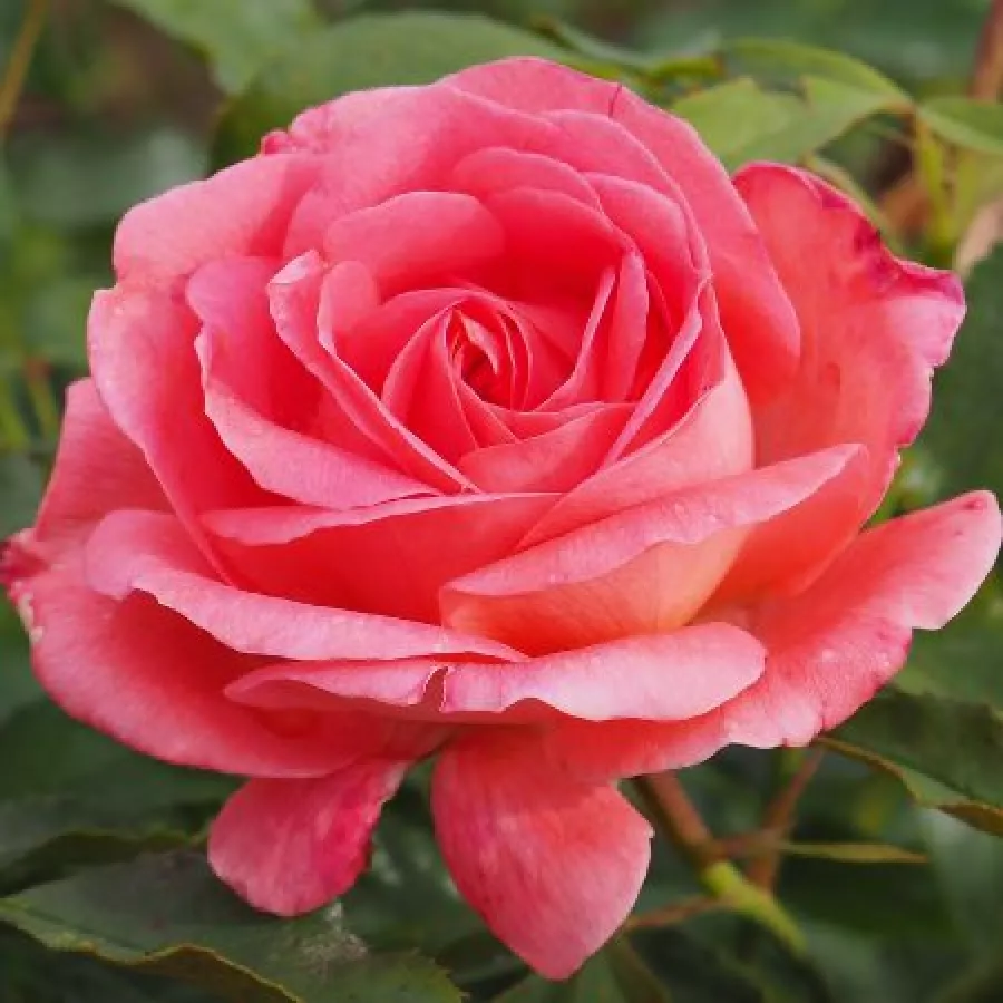 Virágágyi floribunda rózsa - Rózsa - Bijou Corail - Online rózsa rendelés