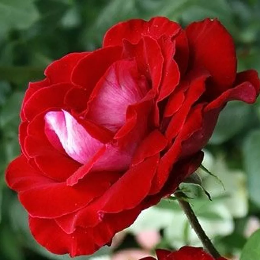 Diszkrét illatú rózsa - Rózsa - Chandon Rosier - kertészeti webáruház