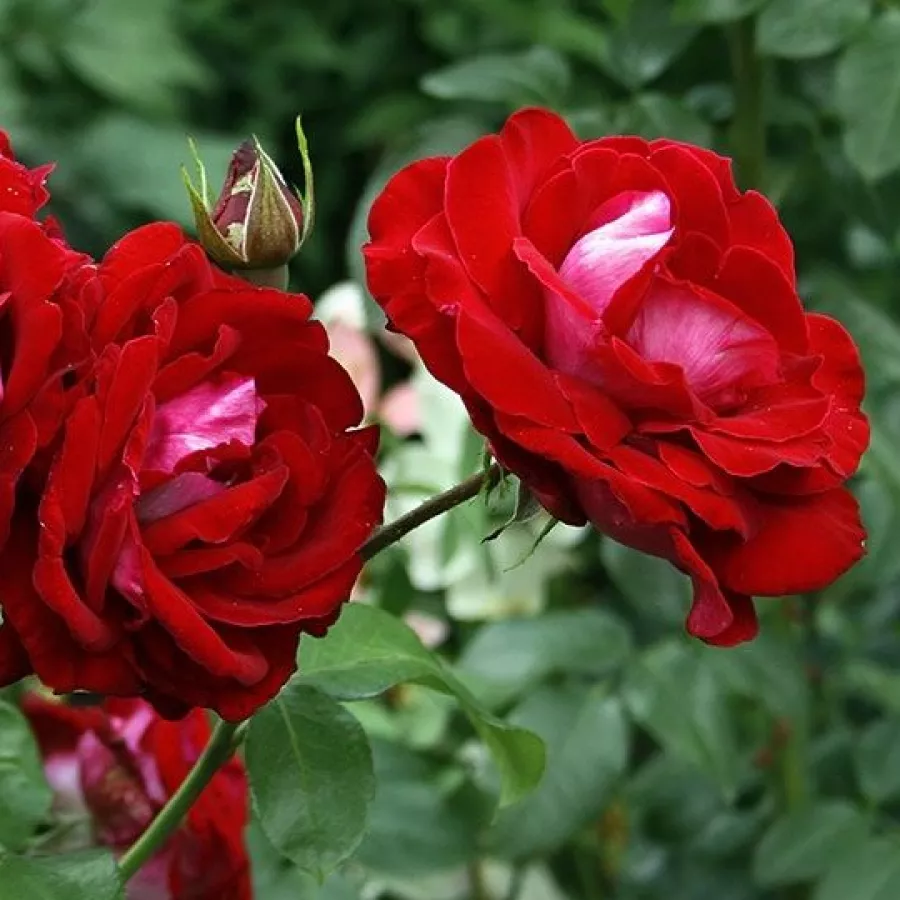 Teahibrid rózsa - Rózsa - Chandon Rosier - kertészeti webáruház
