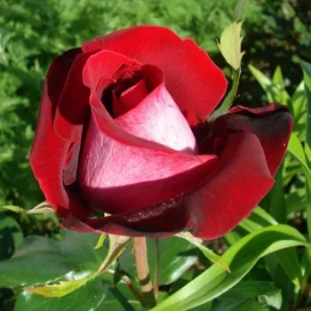 Rosa Chandon Rosier - vörös - fehér - teahibrid rózsa
