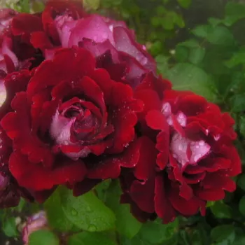 Dunkelrot - weiß - edelrosen - teehybriden - rose mit diskretem duft - würziges aroma