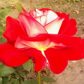 Narudžba ruža - jarko crveno - bijela - hibridna čajevka - ruža diskretnog mirisa - aroma začina - Chandon Rosier - (60-80 cm)