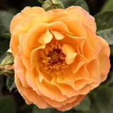 Narancssárga - talajtakaró rózsa - Online rózsa vásárlás - Rosa Bessy™ - diszkrét illatú rózsa - eper aromájú