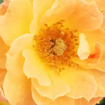 Online rózsa kertészet - narancssárga - talajtakaró rózsa - Bessy™ - diszkrét illatú rózsa - eper aromájú - (40-60 cm)