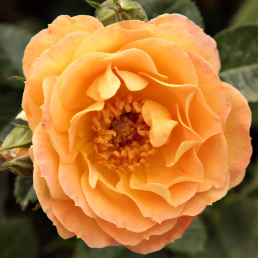 Talajtakaró rózsa - Rózsa - Bessy™ - Online rózsa rendelés