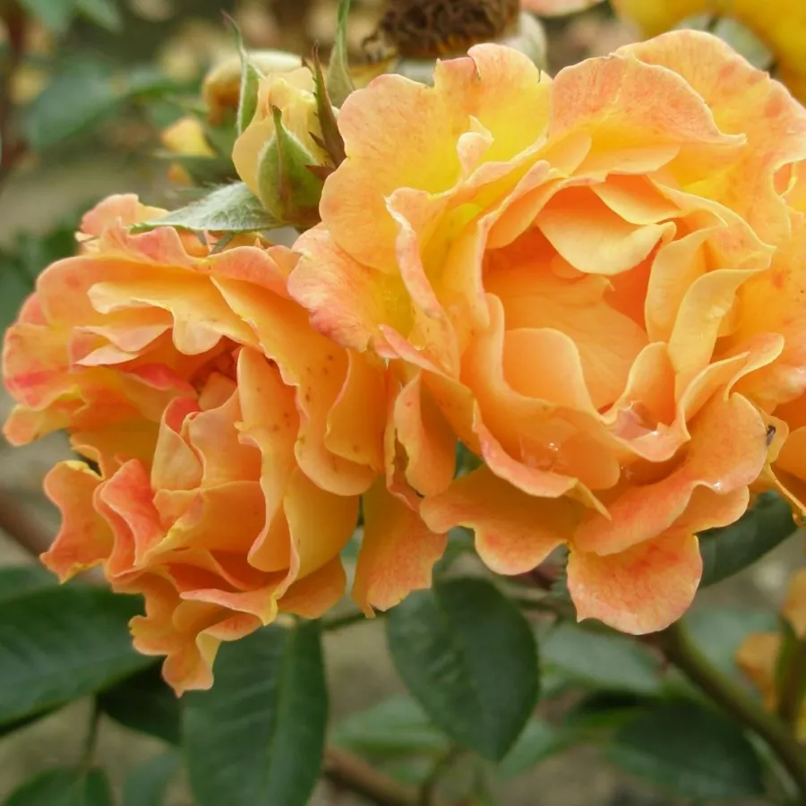Narancssárga - Rózsa - Bessy™ - Online rózsa rendelés