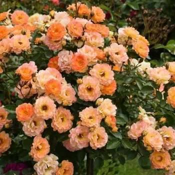 Oranžová - Stromková ruža s drobnými kvetmistromková ruža s kríkovitou tvarou koruny