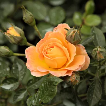 Rosa Bessy™ - portocale - Trandafir acoperitor