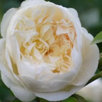 Online rózsa vásárlás - sárga - climber, futó rózsa - Perpetually Yours - diszkrét illatú rózsa - vanilia aromájú - (300-500 cm)