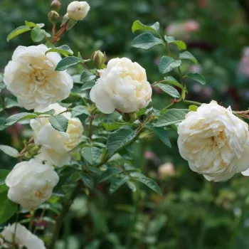 Amarillo claro - rosales trepadores - rosa de fragancia discreta - vainilla