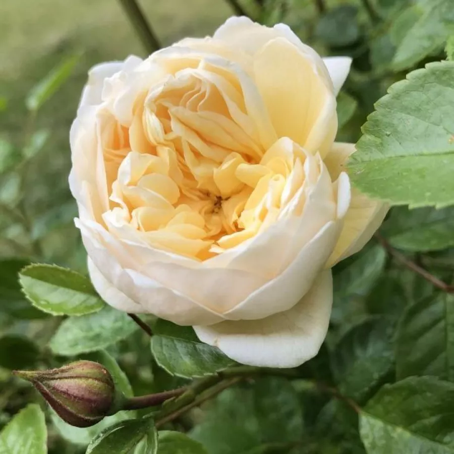 Amarillo - Rosa - Perpetually Yours - rosal de pie alto