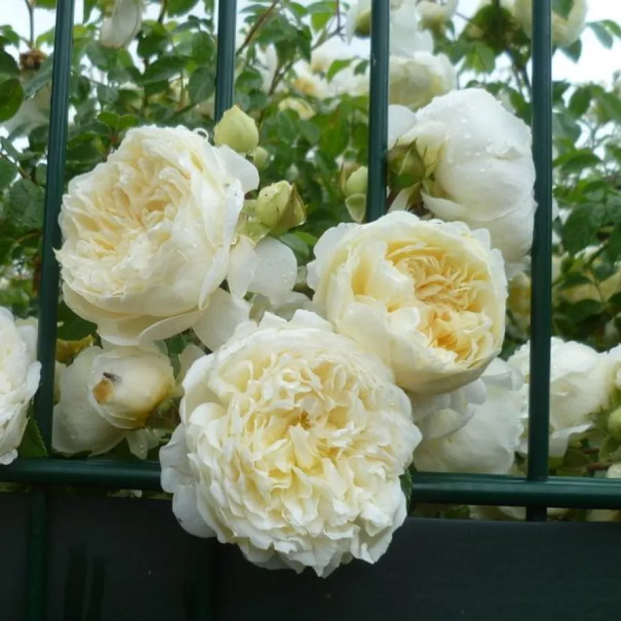 Climber, vrtnica vzpenjalka - Roza - Perpetually Yours - vrtnice - proizvodnja in spletna prodaja sadik