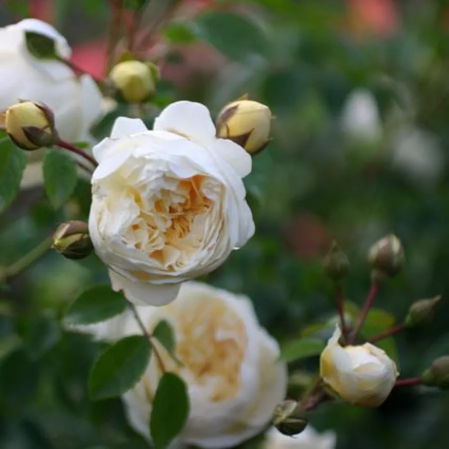Diskreten vonj vrtnice - Roza - Perpetually Yours - vrtnice - proizvodnja in spletna prodaja sadik