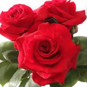 Rózsák webáruháza. - vörös - teahibrid rózsa - Simone Veil - diszkrét illatú rózsa - tea aromájú - (80-100 cm)