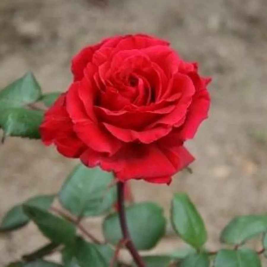 Rojo - Rosa - Simone Veil - rosal de pie alto