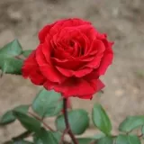 Teahibrid rózsa - diszkrét illatú rózsa - tea aromájú - vörös - Rosa Simone Veil - Online rózsa vásárlás