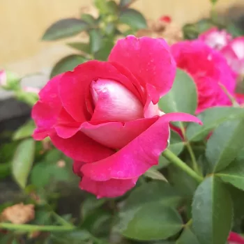 HEMMA – rózsaszín teahibrid rózsa - pharmaROSA®