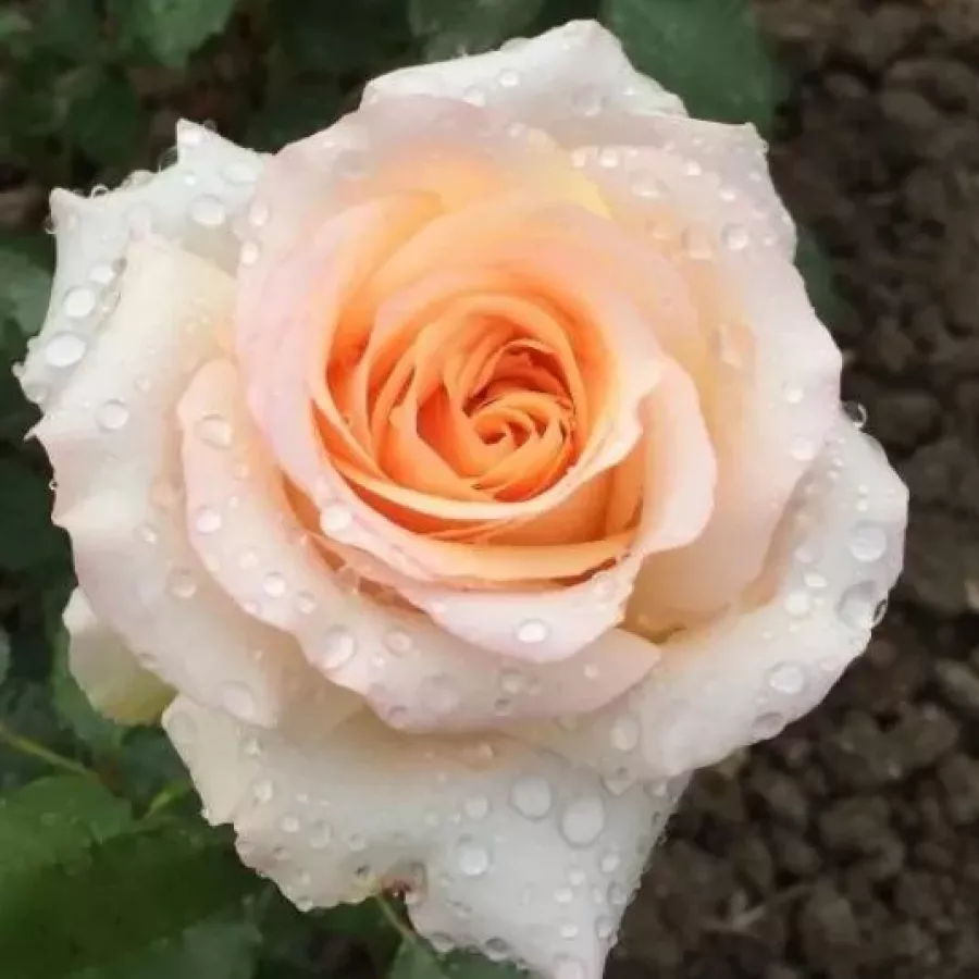 Róża o intensywnym zapachu - Róża - Saudeci - sadzonki róż sklep internetowy - online