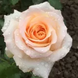 Amarillo - rosales híbridos de té - rosa de fragancia intensa - melocotón - Rosa Saudeci - comprar rosales online