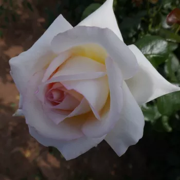 Rosa Saudeci - sárga - teahibrid rózsa