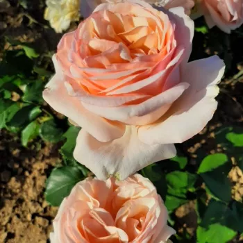 Világos sárga - teahibrid rózsa - intenzív illatú rózsa - barack aromájú