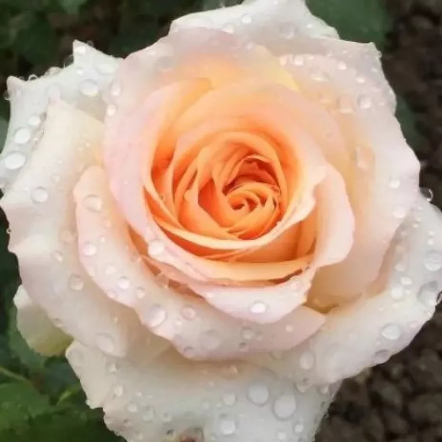 Csúcsos - Rózsa - Saudeci - online rózsa vásárlás