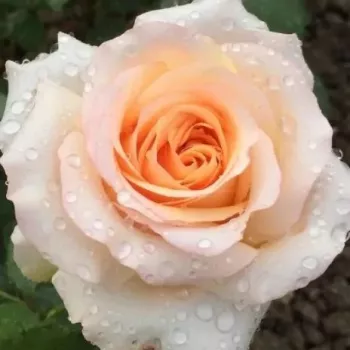 Online rózsa kertészet - sárga - Saudeci - teahibrid rózsa - intenzív illatú rózsa - barack aromájú - (60-80 cm)