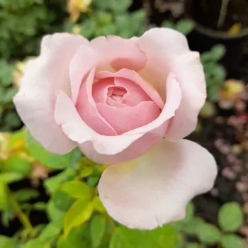 REGNER – rosé-lila Teehybridenrose - pharmaROSA®