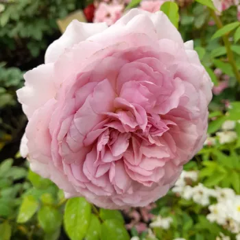 Die Oberfläche des Blütenblatts ist fein silbrig getönt und zeigt ein mitteltoniges Lavendelviolett. Dem Licht zugewandt schimmert sie in sanftem, kühlem Glanz. - teehybride rose - stark duftende, im garten gut wahrnehmbare rose - süß, fruchtig