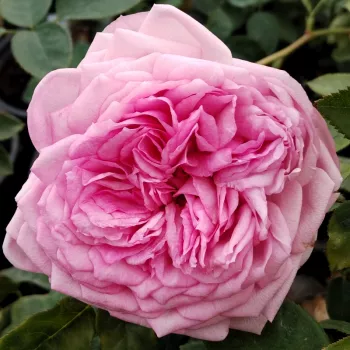 Der rosen-webshop. - rosa-lila - stark duftende, im garten gut wahrnehmbare rose - Regner - teehybride rose - (70-90 cm)