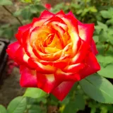 Teahibrid rózsa - vörös - sárga - diszkrét illatú rózsa - alma aromájú - Rosa Pop Star - Online rózsa rendelés