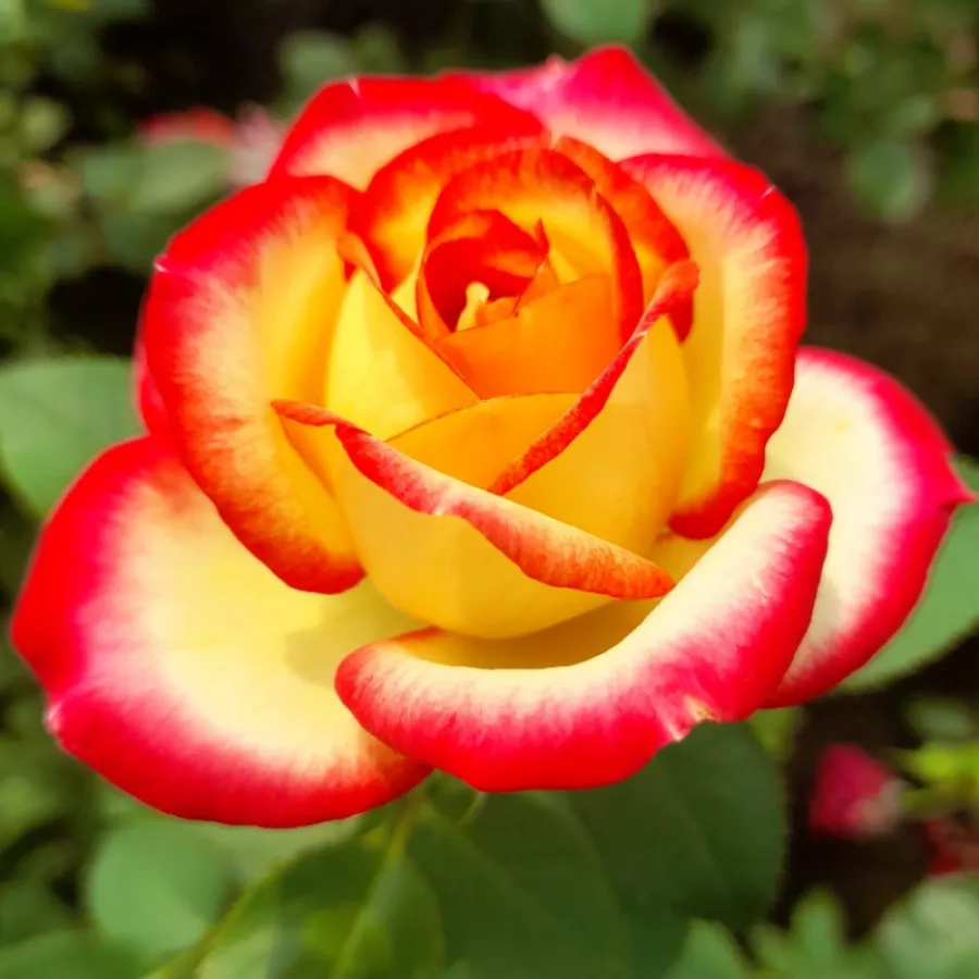 Vörös - sárga - Rózsa - Pop Star - Online rózsa rendelés