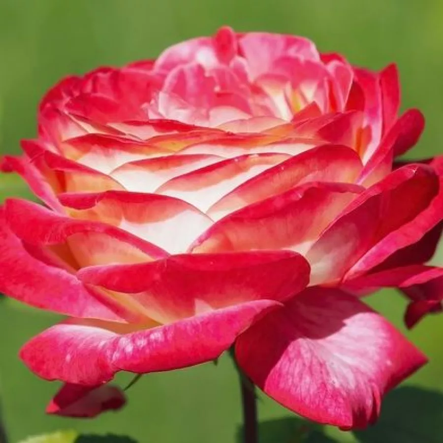 Solitaria - Rosa - Pop Star - rosal de pie alto