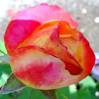 Rosa Pop Star - vörös - sárga - teahibrid rózsa