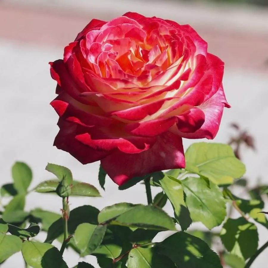 Pojedyncze - Róża - Berill - sadzonki róż sklep internetowy - online