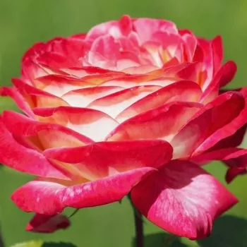 Rózsák webáruháza. - teahibrid rózsa - diszkrét illatú rózsa - alma aromájú - Pop Star - vörös - sárga - (70-80 cm)