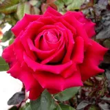 Teahibrid rózsa - intenzív illatú rózsa - grapefruit aromájú - kertészeti webáruház - Rosa Illse Roos - vörös