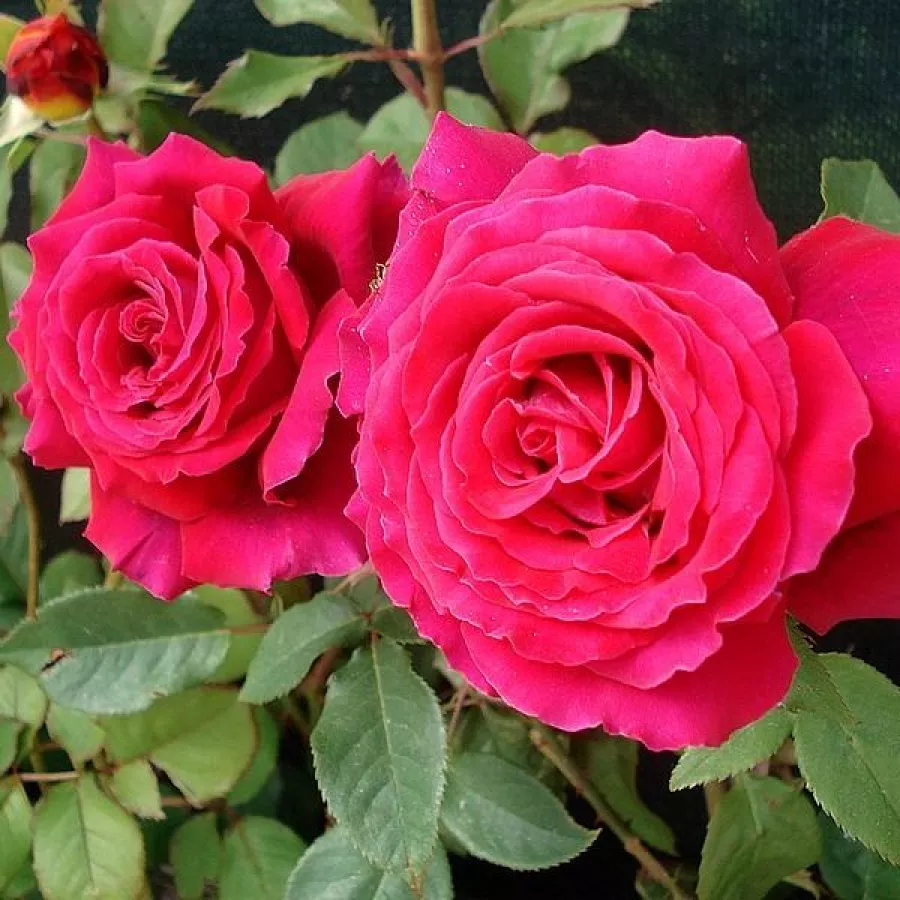 Hibridna čajevka - Ruža - Illse Roos - sadnice ruža - proizvodnja i prodaja sadnica