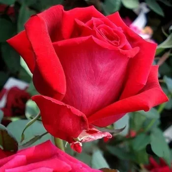 Rosa Illse Roos - rudy - hybrydowa róża herbaciana