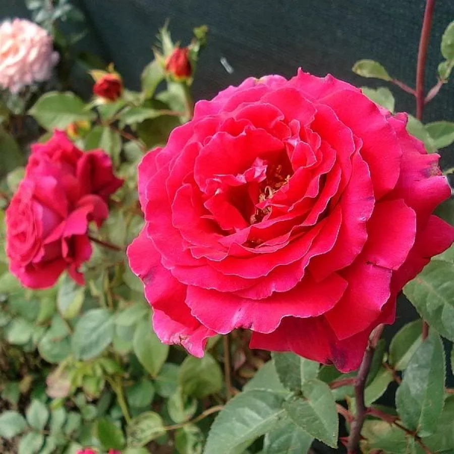Pojedyncze - Róża - Illse Roos - sadzonki róż sklep internetowy - online