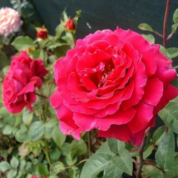 Rojo - rosales híbridos de té - rosa de fragancia intensa - pomelo