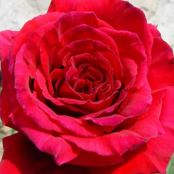 Rosen-webshop - dunkelrot - edelrosen - teehybriden - rose mit intensivem duft - grapefruitaroma - Illse Roos - (80-90 cm)