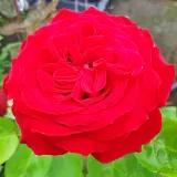 Vörös - teahibrid rózsa - Online rózsa vásárlás - Rosa Lapnoem - intenzív illatú rózsa - ibolya aromájú