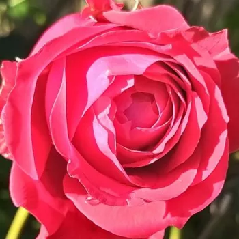 Rózsa rendelés online - vörös - teahibrid rózsa - Lapnoem - intenzív illatú rózsa - ibolya aromájú - (80-90 cm)
