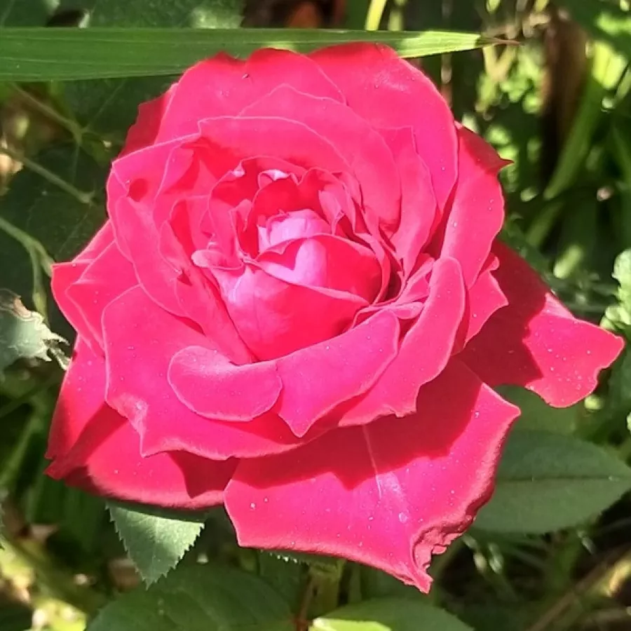 Rosales híbridos de té - Rosa - Lapnoem - Comprar rosales online