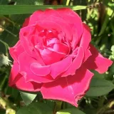 Rosales híbridos de té - rojo - rosa de fragancia intensa - de violeta - Rosa Lapnoem - Comprar rosales online
