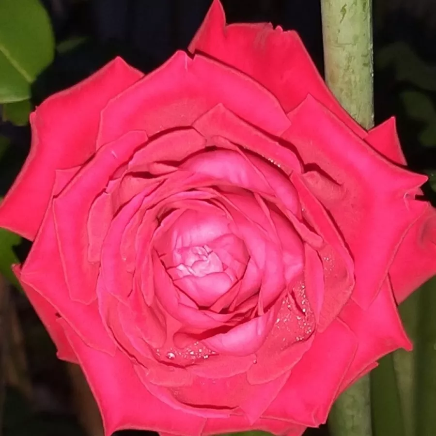 Vörös - Rózsa - Lapnoem - Online rózsa rendelés