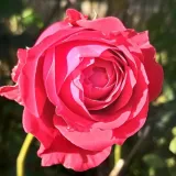 Rojo - rosal de pie alto - as - Rosa Lapnoem - rosa de fragancia intensa - de violeta