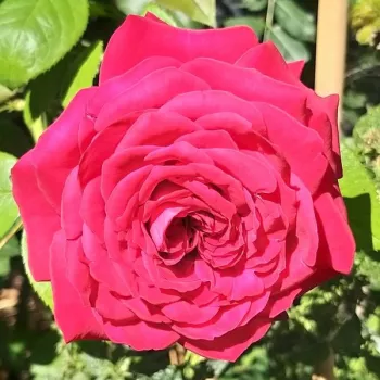 Vörös - teahibrid rózsa - intenzív illatú rózsa - ibolya aromájú